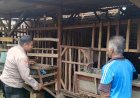 Polsek-Wonoayu-Motivasi-Peternak-Kambing-Etawa-Dukung-Ketahanan-Pangan-Polresta-Sidoarjo